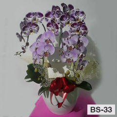 BS33